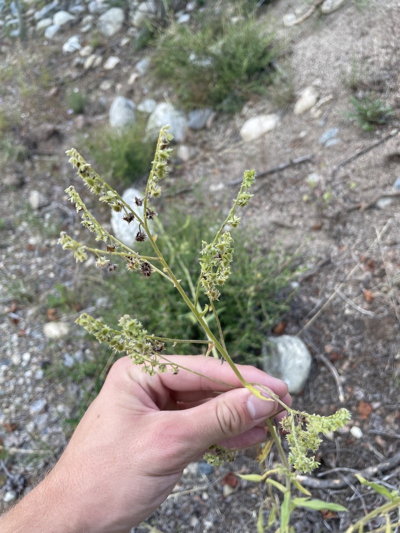 Manyflower Stickseed
