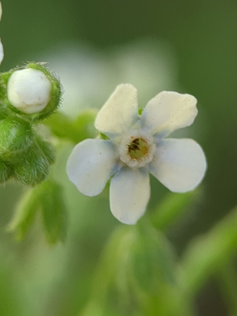Manyflower Stickseed photo 2