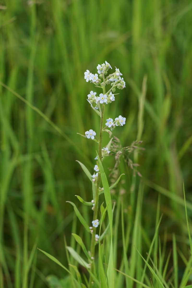 Manyflower Stickseed photo 3