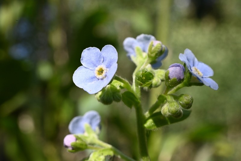 Manyflower Stickseed photo 4