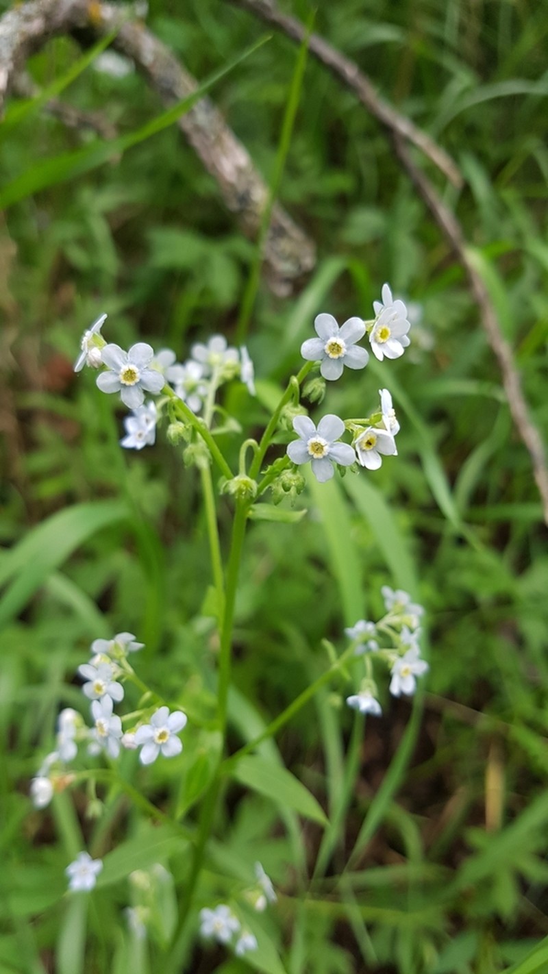 Manyflower Stickseed photo 5