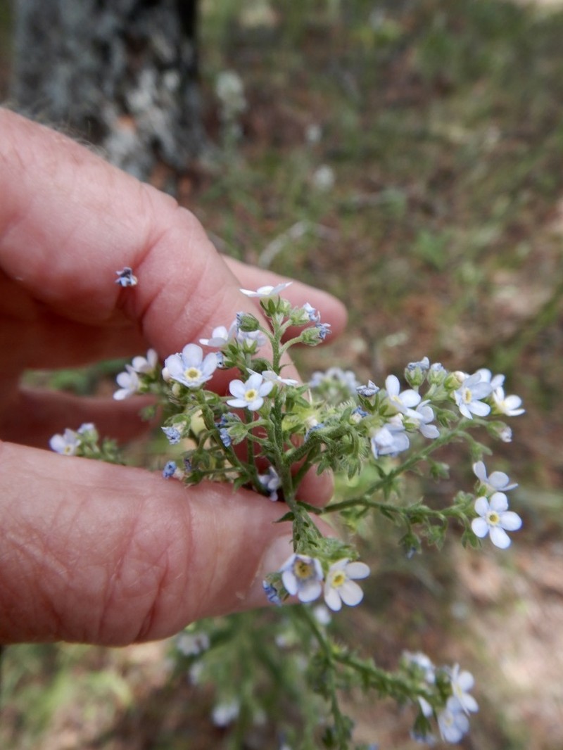 Manyflower Stickseed photo 6