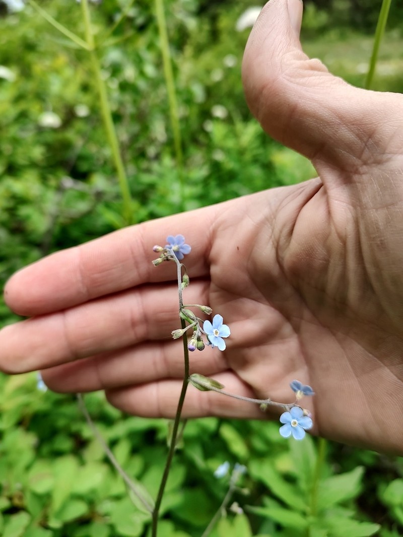 Manyflower Stickseed photo 7