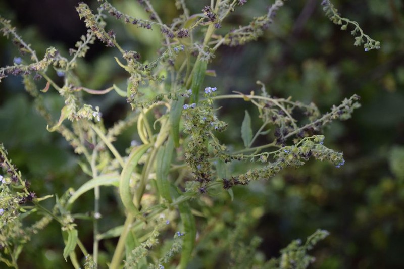 Manyflower Stickseed photo 8