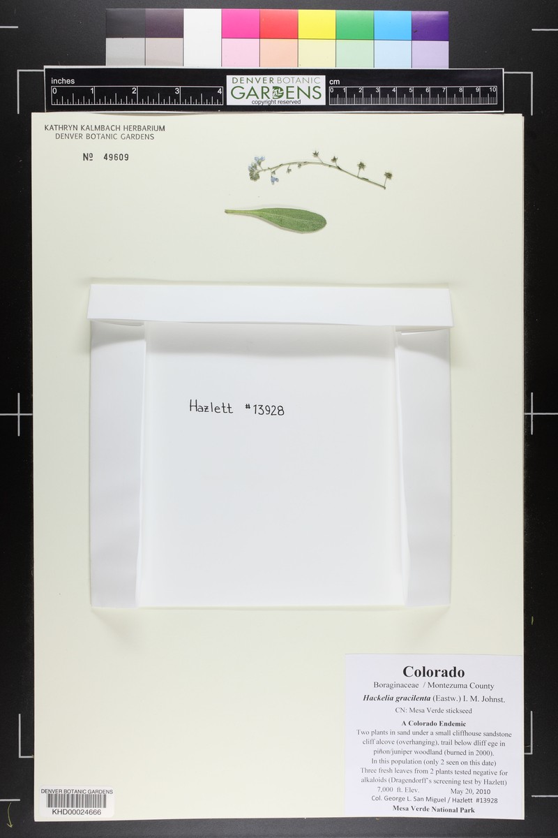 Mesa Verde Stickseed