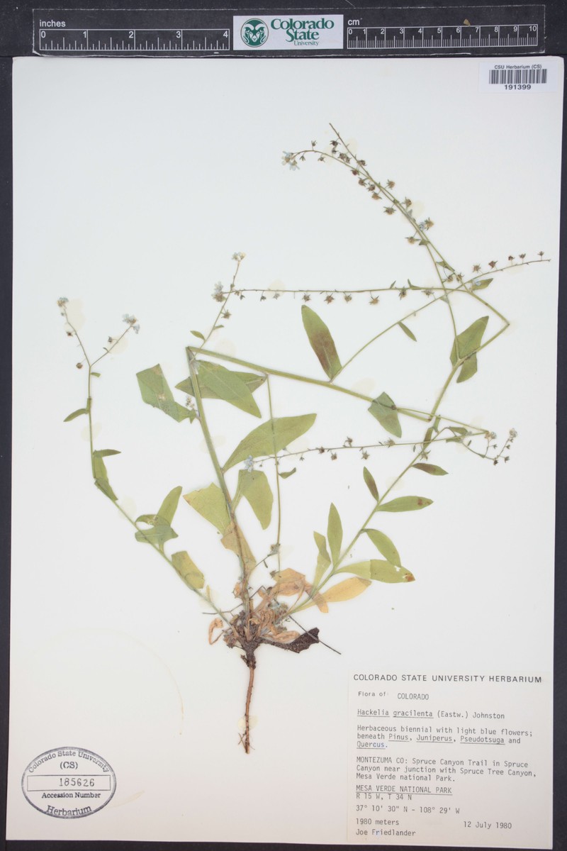 Mesa Verde Stickseed photo 5
