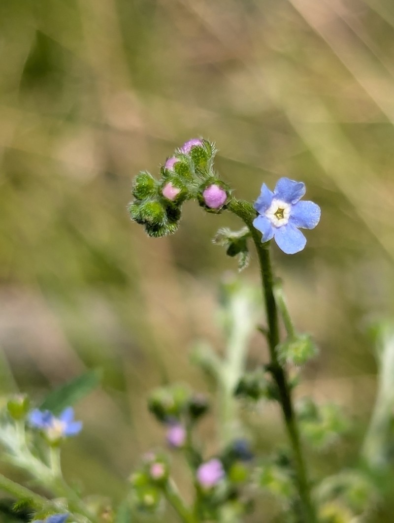 New Mexico Stickseed