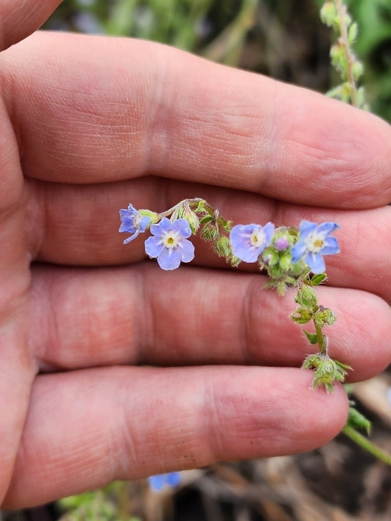 New Mexico Stickseed photo 2