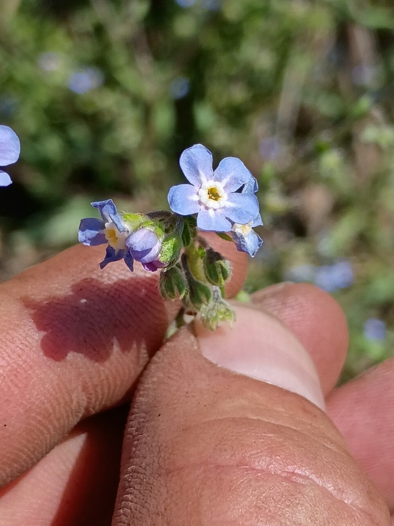New Mexico Stickseed photo 3
