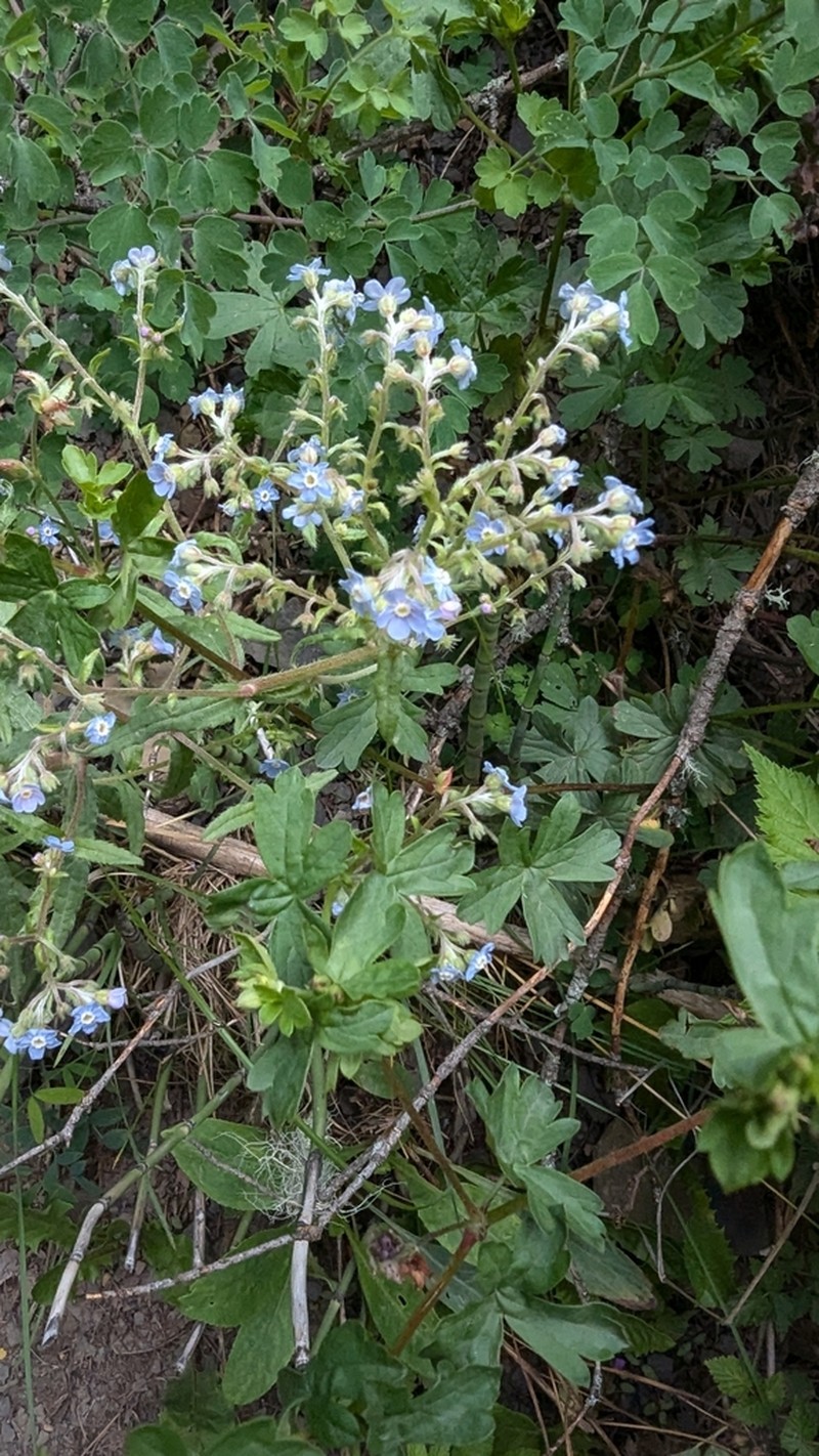 New Mexico Stickseed photo 4