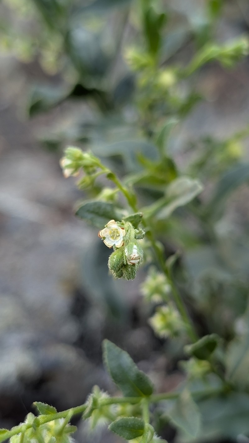 Showy Stickseed