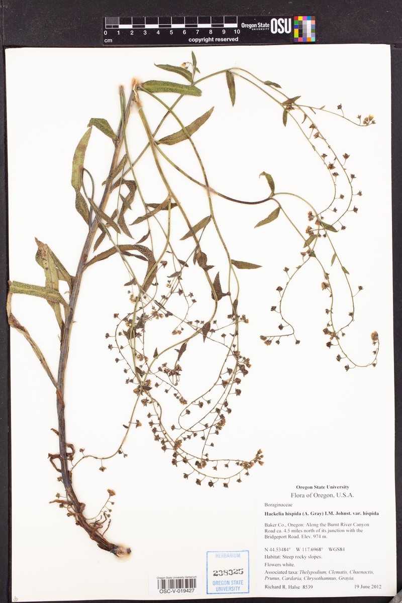 Showy Stickseed photo 2