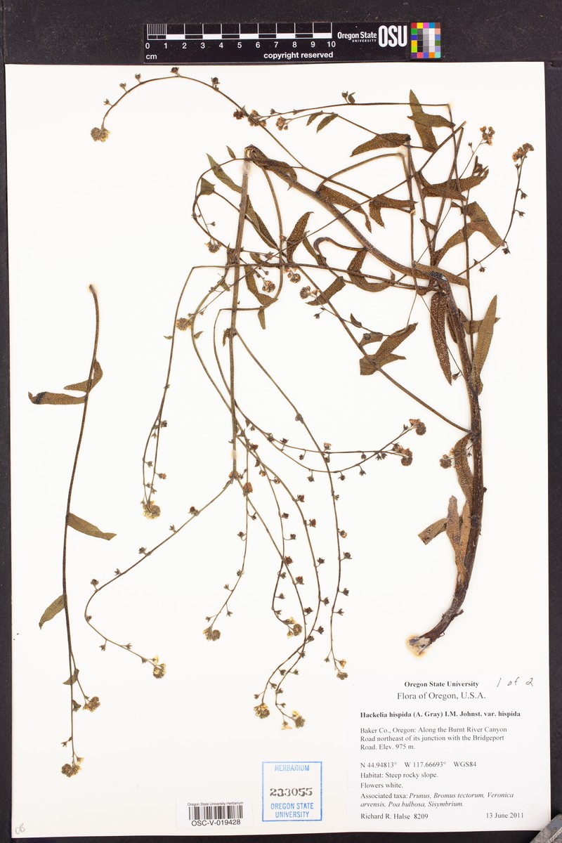 Showy Stickseed photo 4