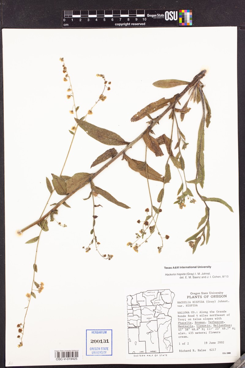 Showy Stickseed photo 5
