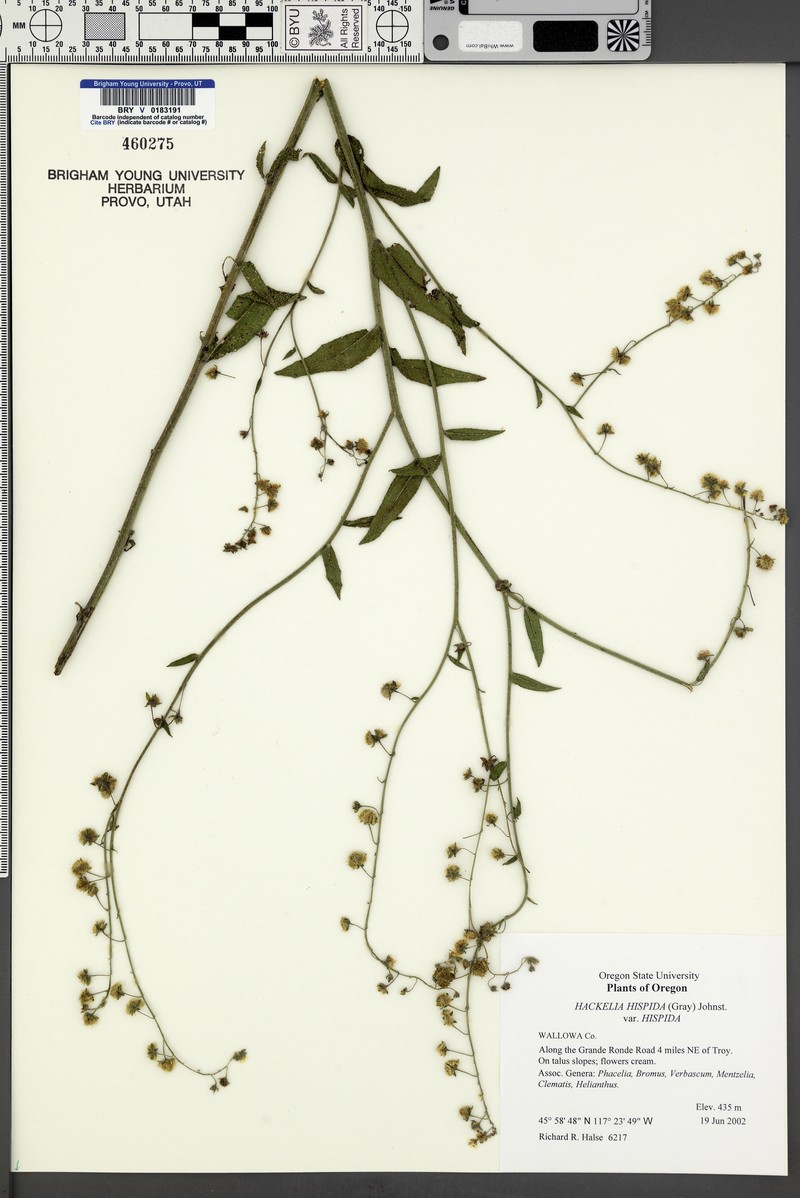 Showy Stickseed photo 6