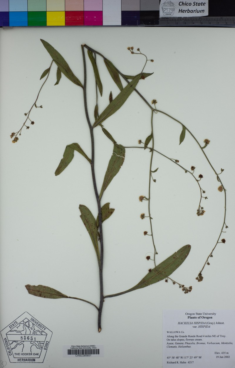 Hackelia hispida var. hispida photo 4
