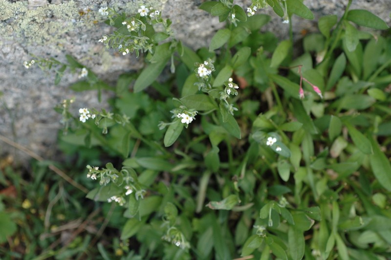 Ibapah Tickweed