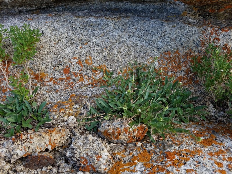 Ibapah Tickweed photo 2