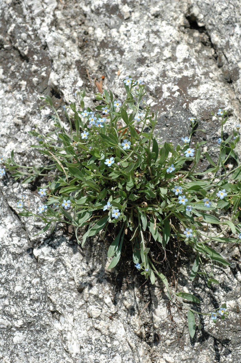 Ibapah Tickweed photo 5