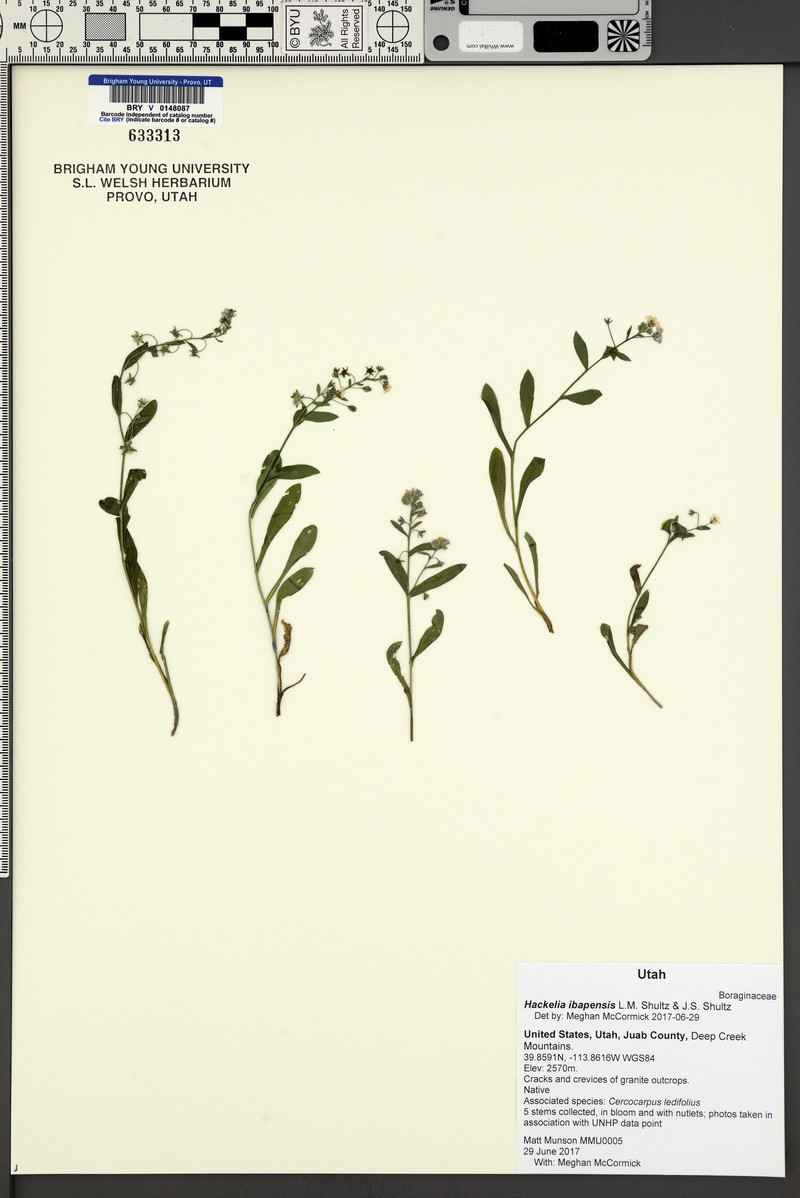 Ibapah Tickweed photo 6