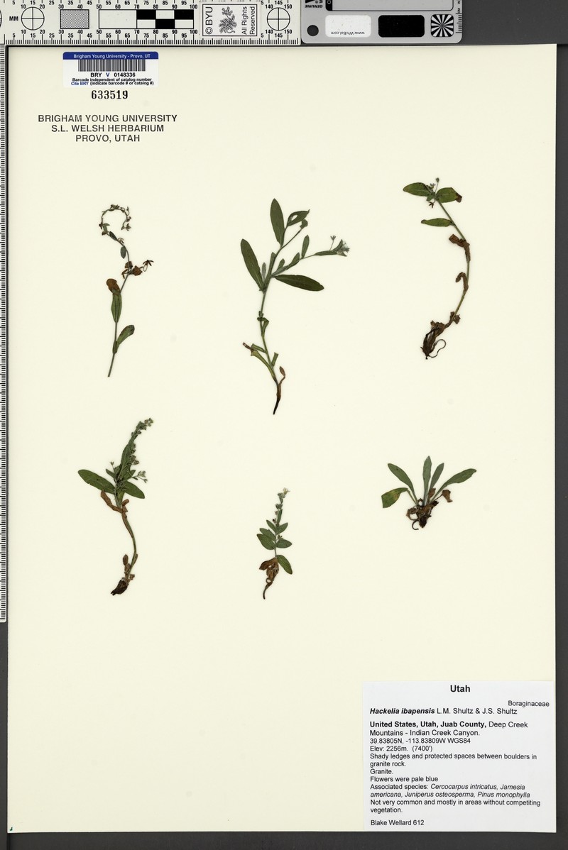 Ibapah Tickweed photo 7