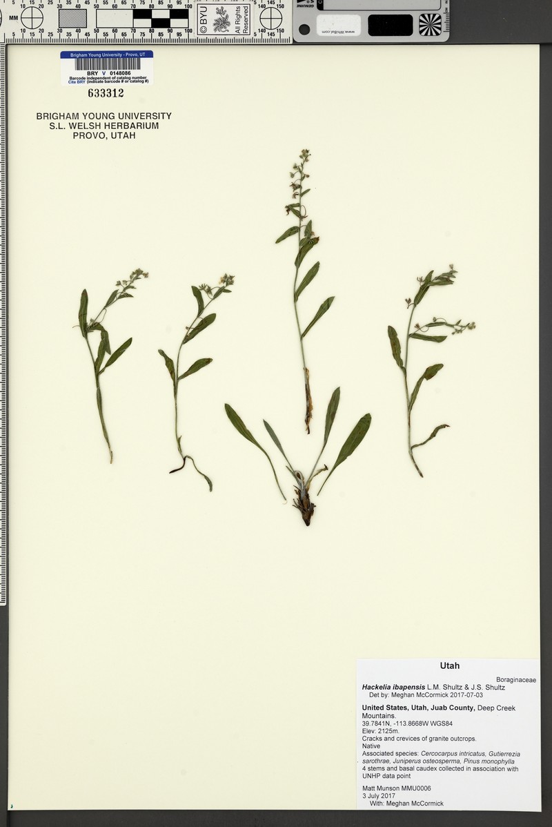 Ibapah Tickweed photo 8