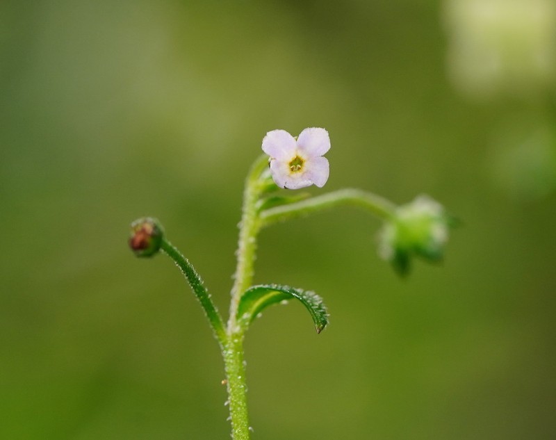 Hackelia latifolia