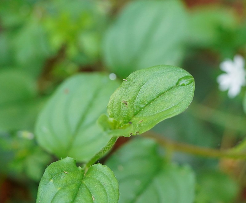 Hackelia latifolia photo 2