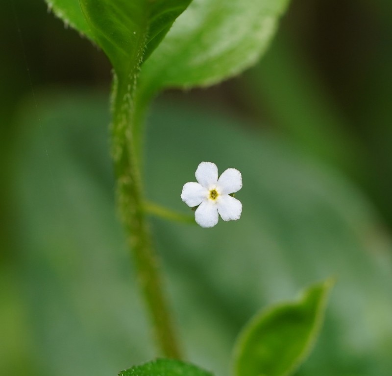 Hackelia latifolia photo 3