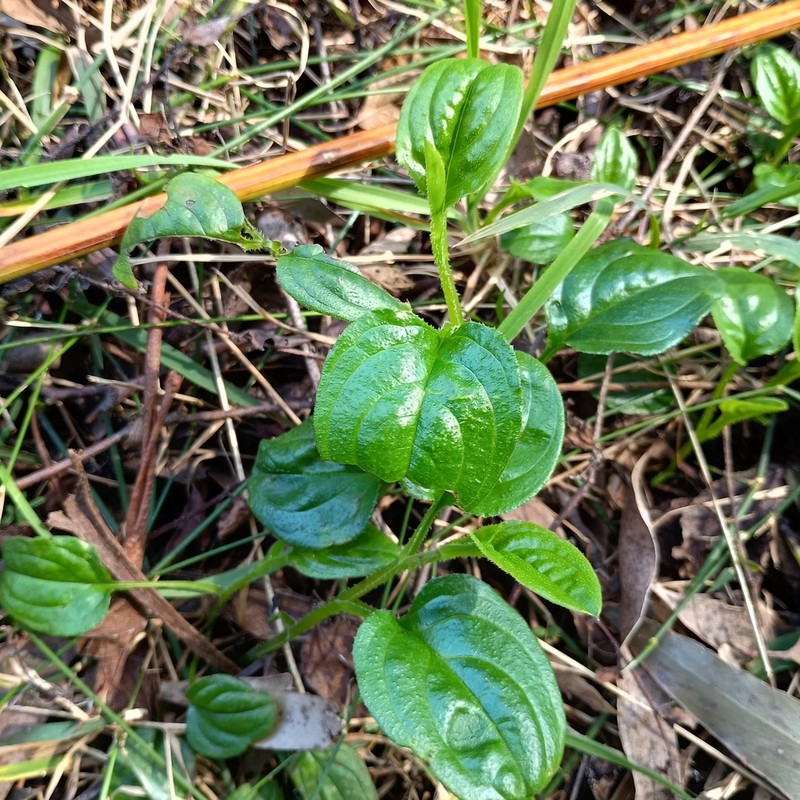Hackelia latifolia photo 4