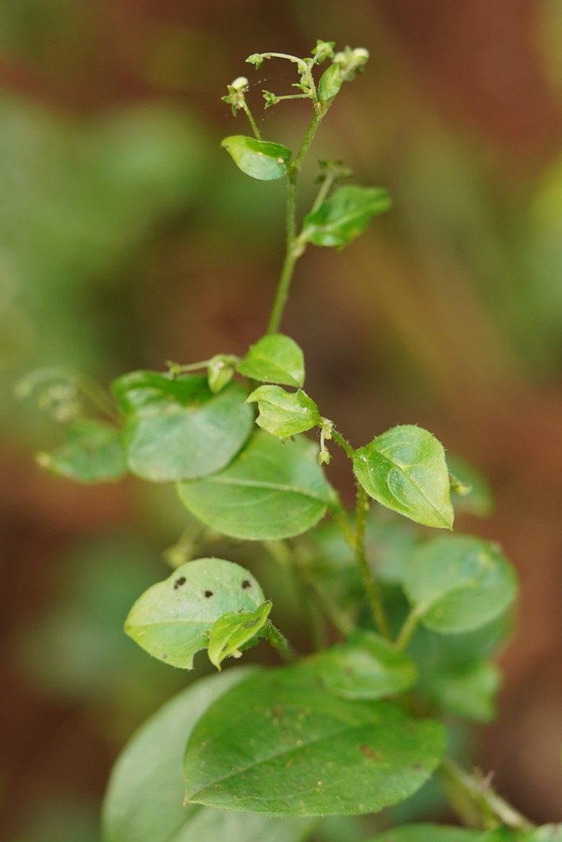 Hackelia latifolia photo 5