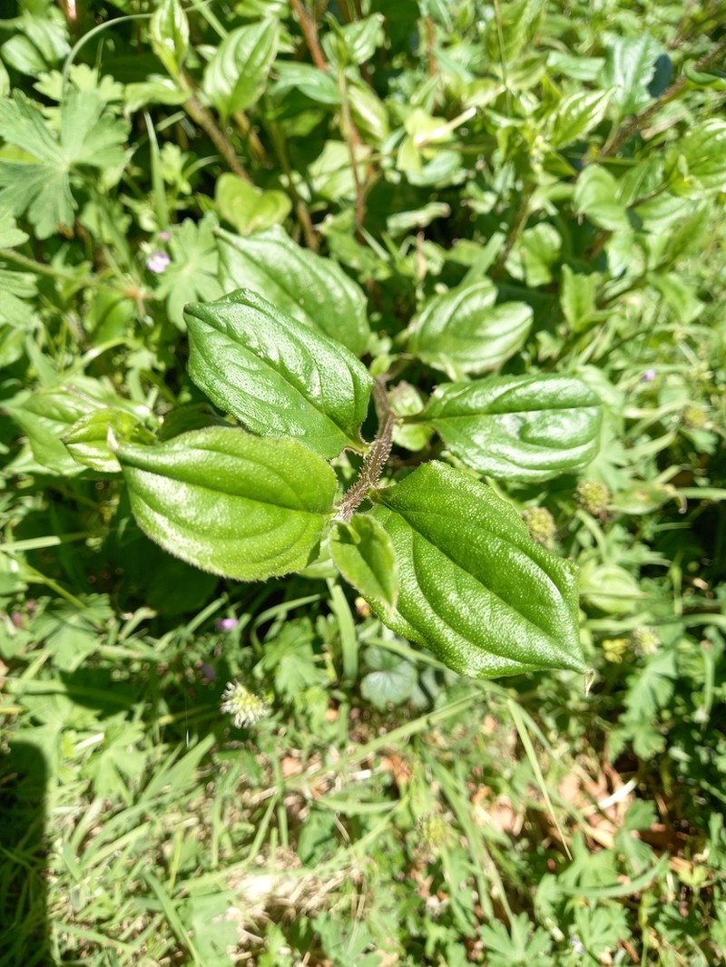 Hackelia latifolia photo 6