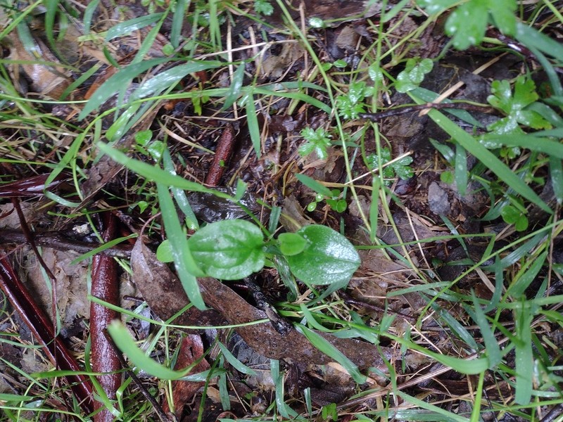 Hackelia latifolia photo 7