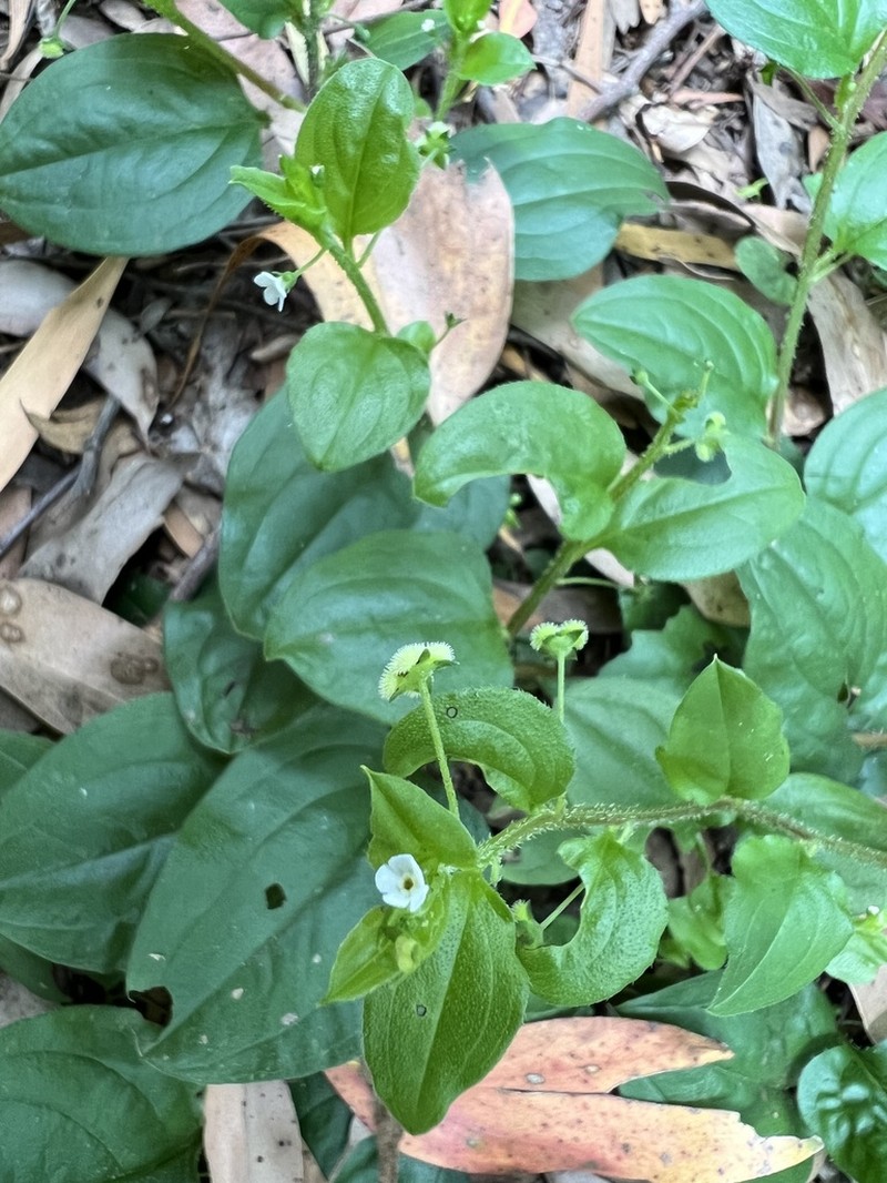 Hackelia latifolia photo 8