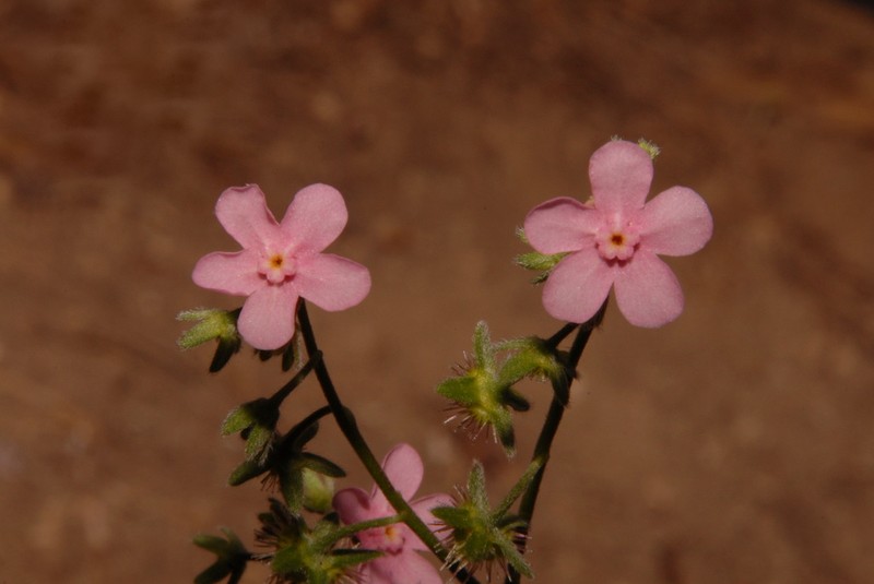 Pink Stickseed