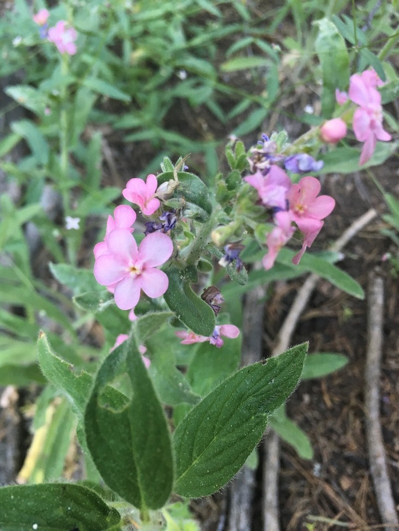 Pink Stickseed photo 2