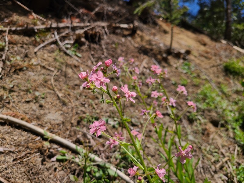 Pink Stickseed photo 3