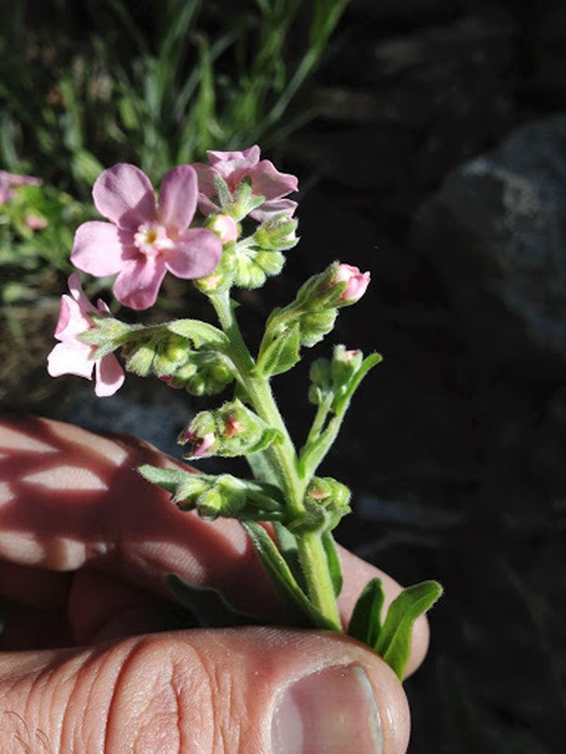 Pink Stickseed photo 4