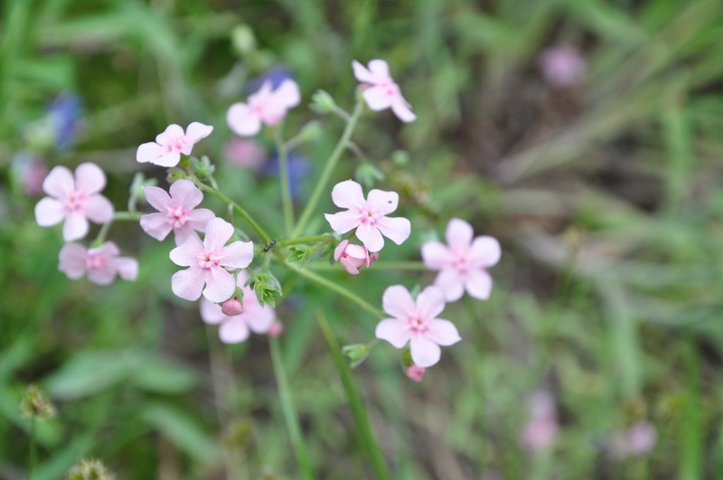 Pink Stickseed photo 5