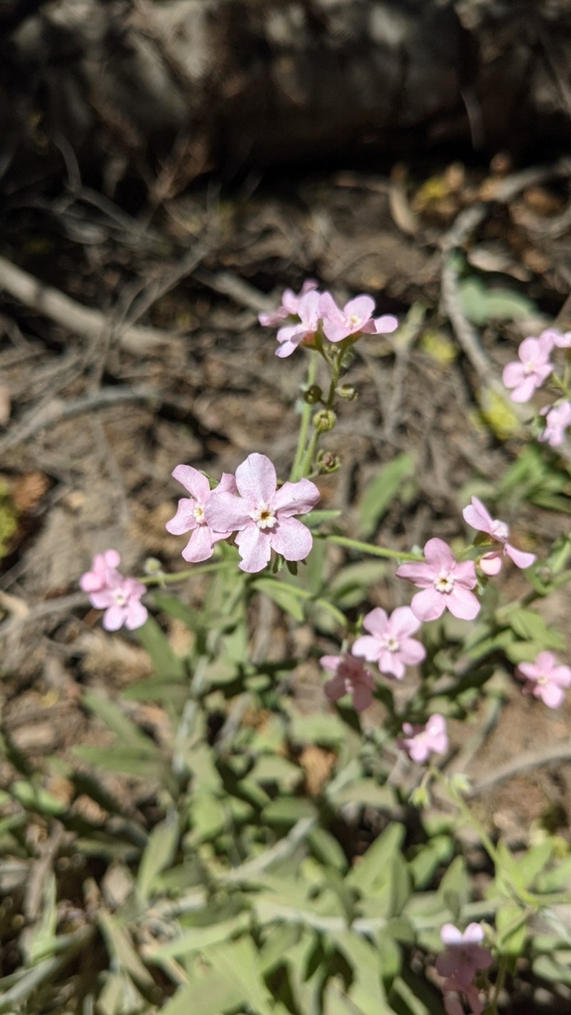 Pink Stickseed photo 6