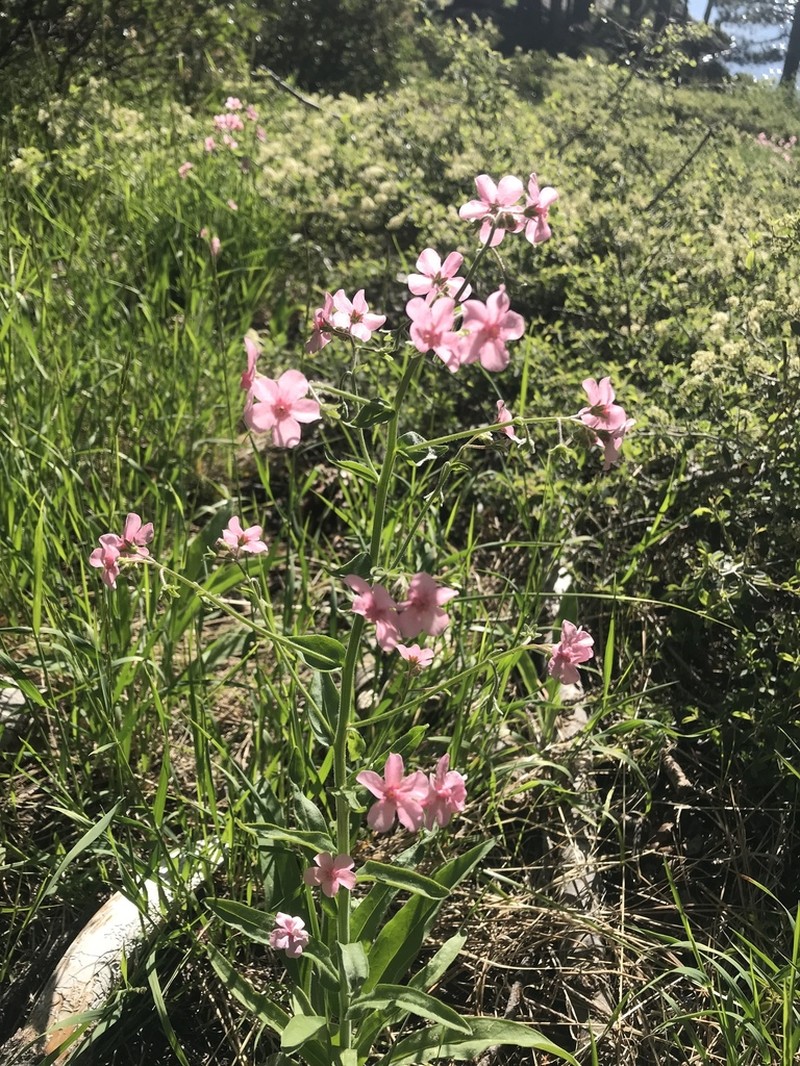 Pink Stickseed photo 7