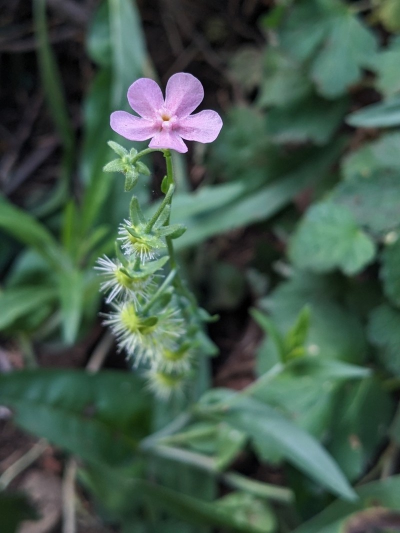 Pink Stickseed photo 8