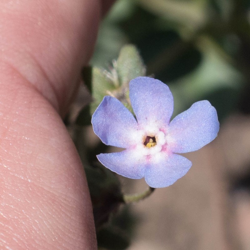 Sierra Stickseed