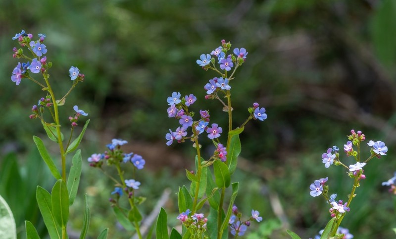 Sierra Stickseed photo 2
