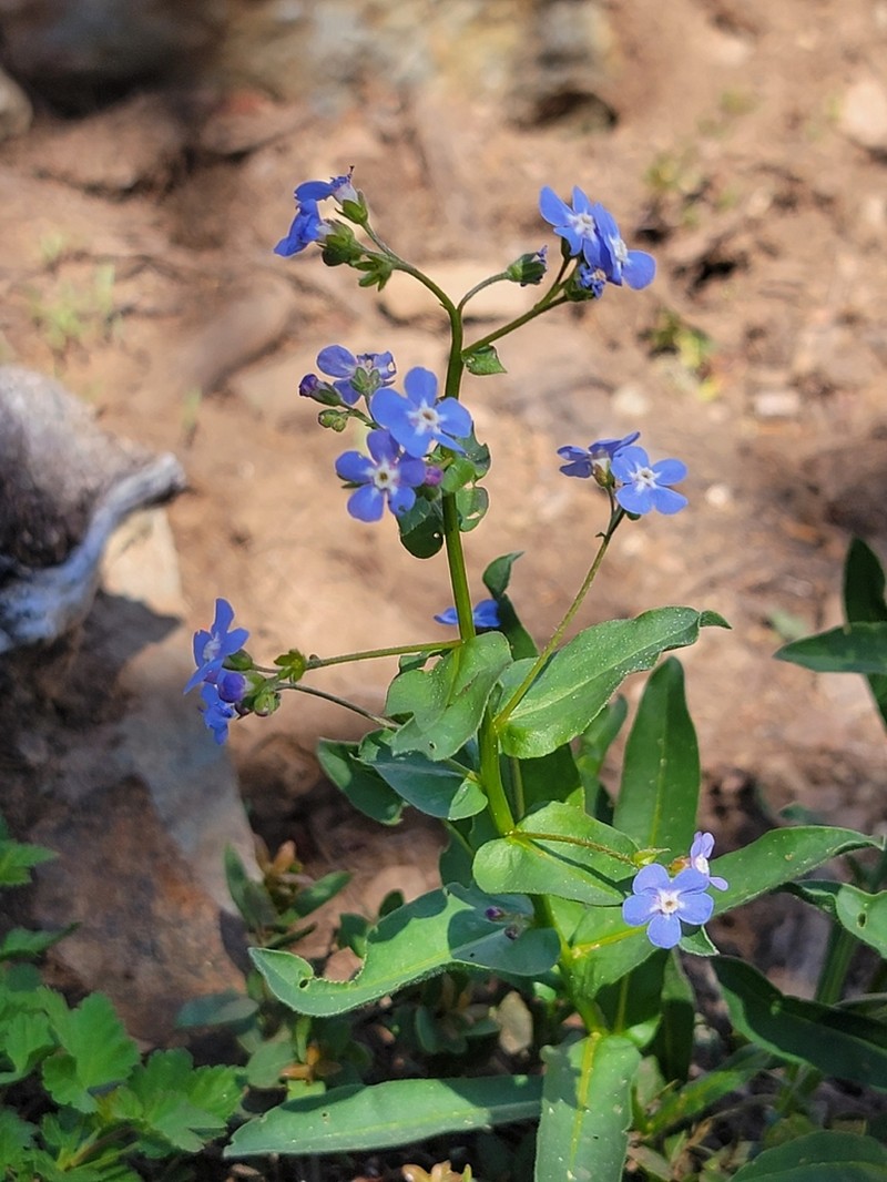 Sierra Stickseed photo 5