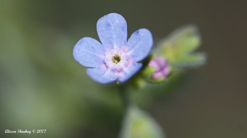 Sierra Stickseed photo 7