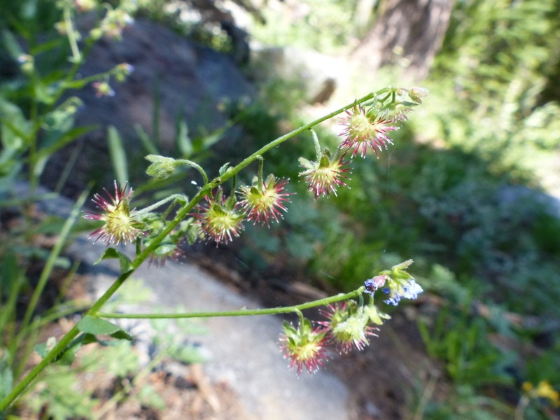 Sierra Stickseed photo 8
