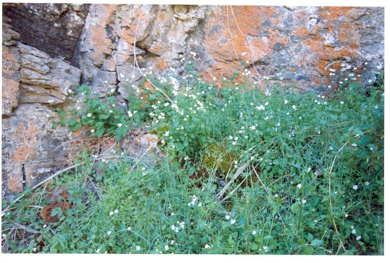 Owyhee River Stickseed