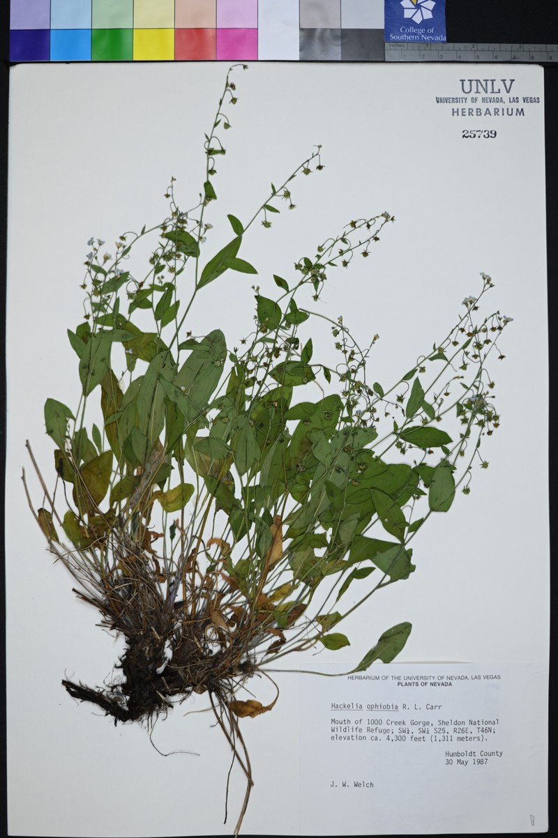Owyhee River Stickseed