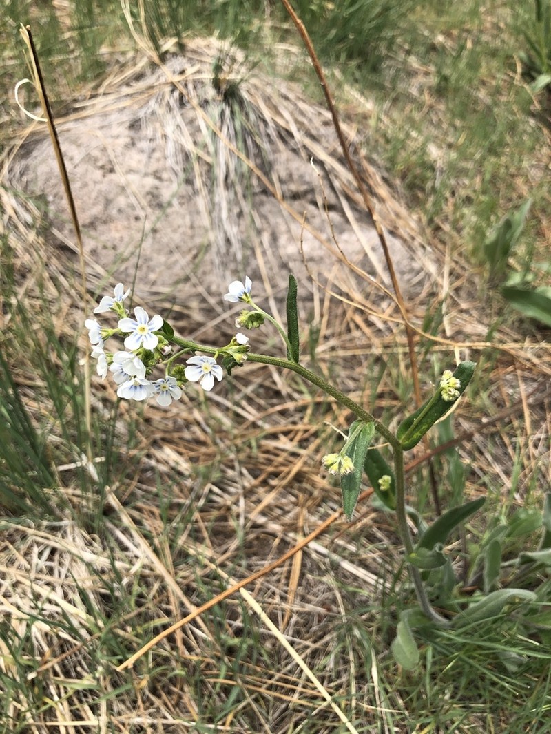 Spotted Stickseed